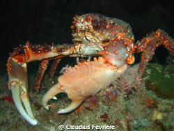 Spider Crab by Claudius Fevriere 